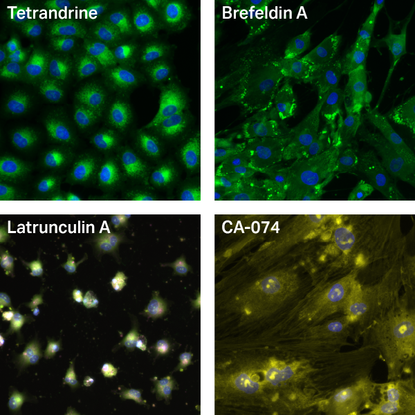 Cell painting example